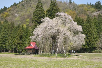 おしら様の枝垂れ桜