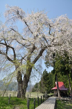 おしら様の枝垂れ桜