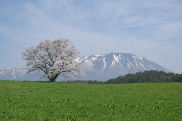 一本桜