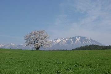 一本桜