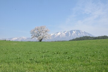 一本桜