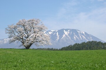 一本桜
