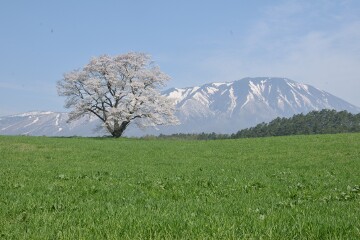 一本桜