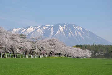 小岩井農場桜並木