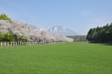 小岩井農場桜並木