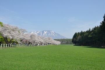 小岩井農場桜並木