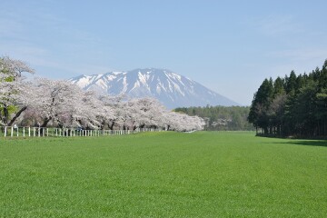 小岩井農場桜並木