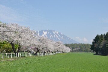 小岩井農場桜並木