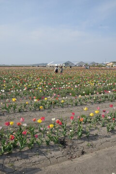 チューリップ畑
