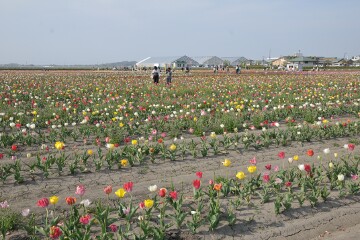 チューリップ畑