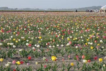 チューリップ畑