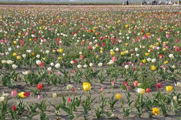 チューリップ畑