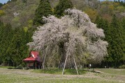 おしら様の枝垂れ桜