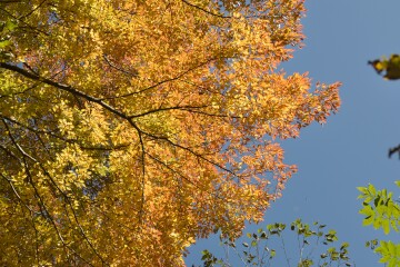 紅葉 紅葉