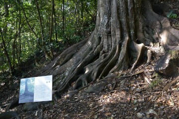 ツブラジイの板根