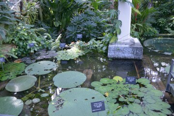 ウォーターガーデンの熱帯睡蓮