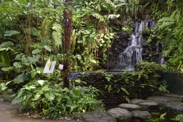 ジャングルゾーンの植物