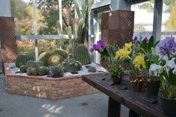 サボテンと洋蘭