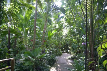 ジャングルゾーンの植物