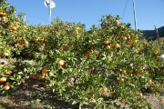 みかん畑