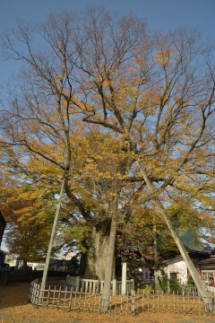 神明の大けやき