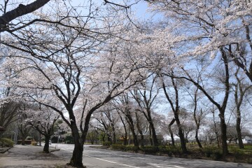 桜並木 桜並木
