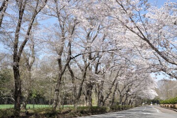 桜並木 桜並木