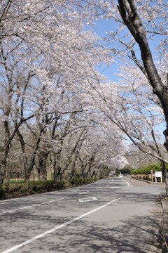 桜並木 桜並木