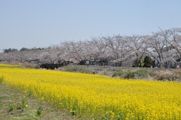 桜と菜の花畑 桜と菜の花畑