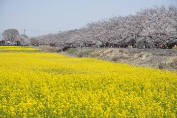 桜と菜の花畑 桜と菜の花畑