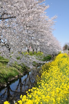 菜の花と桜 道の駅にのみや