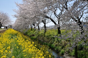 菜の花と桜 道の駅にのみや
