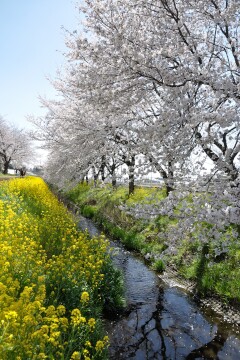 菜の花と桜 道の駅にのみや