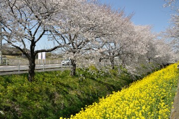 菜の花と桜 道の駅にのみや