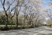 桜並木 桜並木