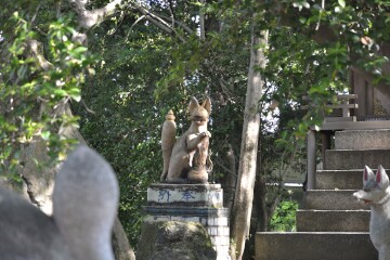深川奥宮稲荷社「狛狐」 深川奥宮稲荷社「狛狐」