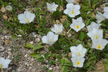 ギンパイソウ ギンパイソウ