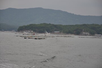 真珠養殖いかだ 真珠養殖いかだ