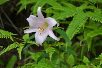 >ヒメサユリ” title=”>ヒメサユリ” /></a>
<a href=