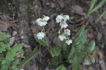 イチヤクソウ イチヤクソウ""