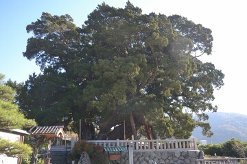 宝生院のシンパク