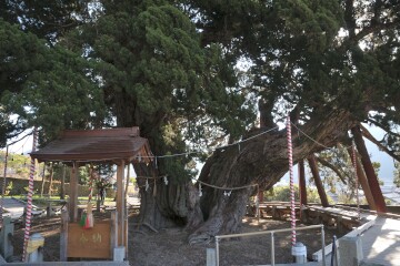 宝生院のシンパク