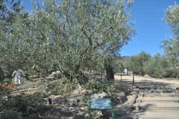 オリーブ原木の森