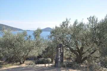 オリーブの原木