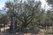 オリーブの原木