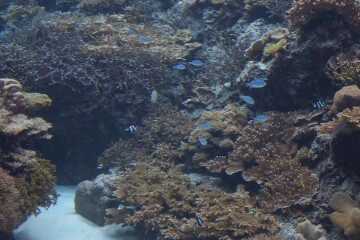 サンゴの海 サンゴの海