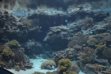 サンゴの海 サンゴの海