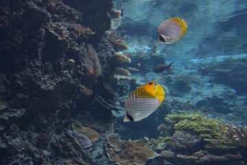 クラカケチョウチョウウオ クラカケチョウチョウウオ