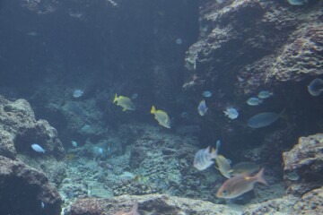 サンゴの海 サンゴの海