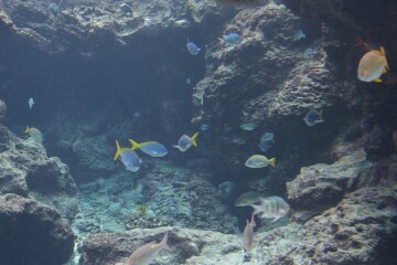 ウメイロモドキ ウメイロモドキ